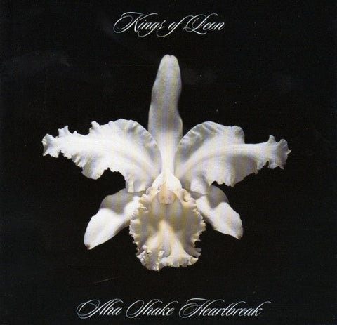 A striking image of a white orchid against a contrasting black background, which effectively highlights the delicate details and pure colour of the flower.